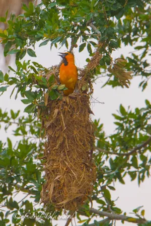 Altamira Oriole calling for mate at its amazing nest
