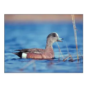 American Widgeon
