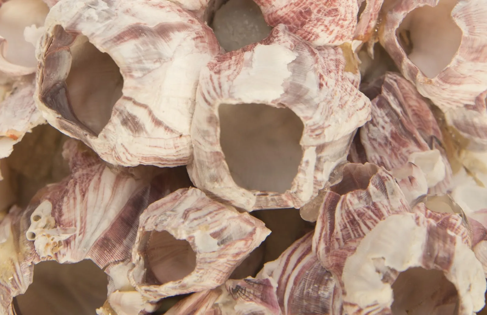 Barnacle Cluster Wall Art
