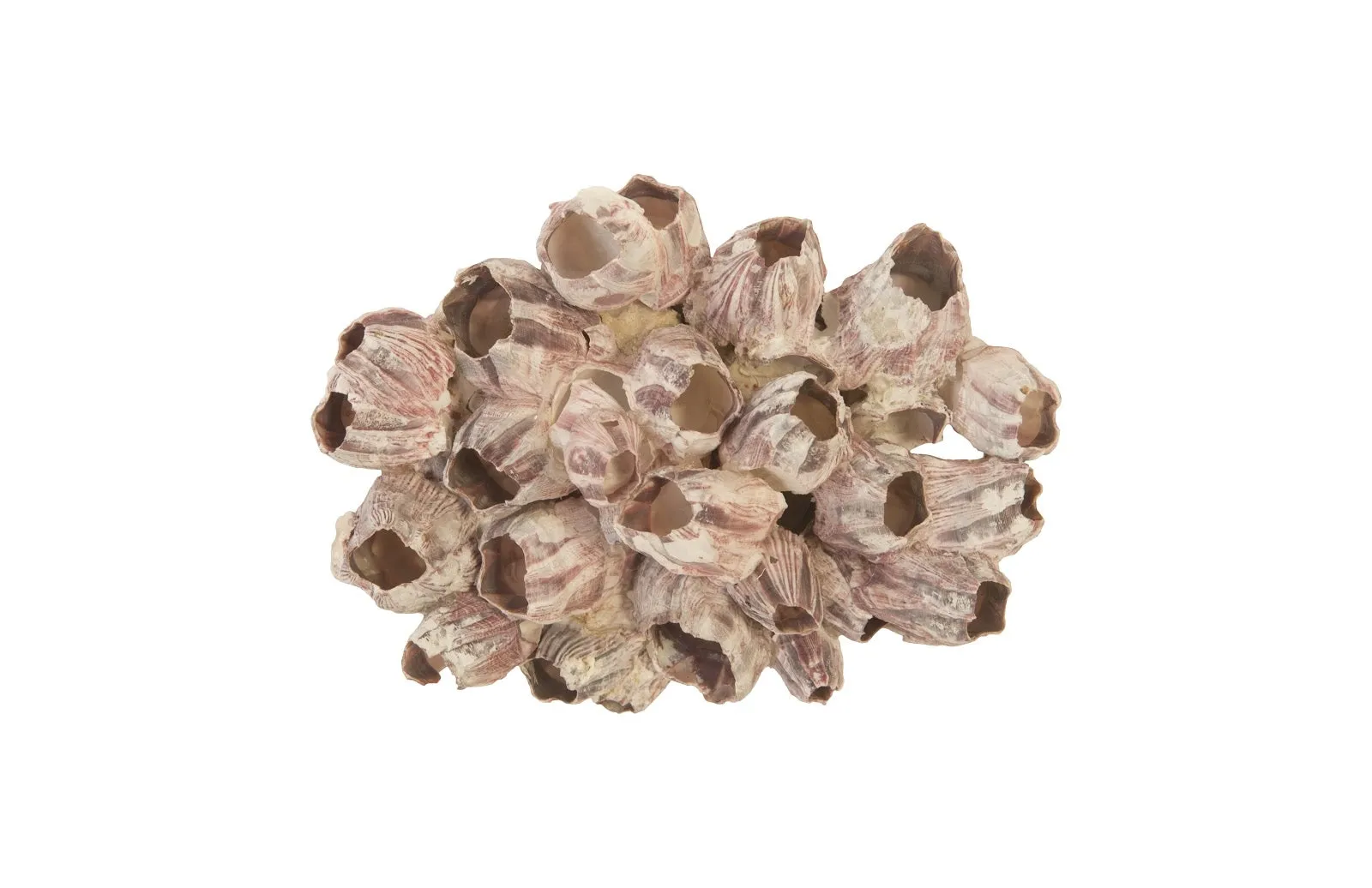Barnacle Cluster Wall Art