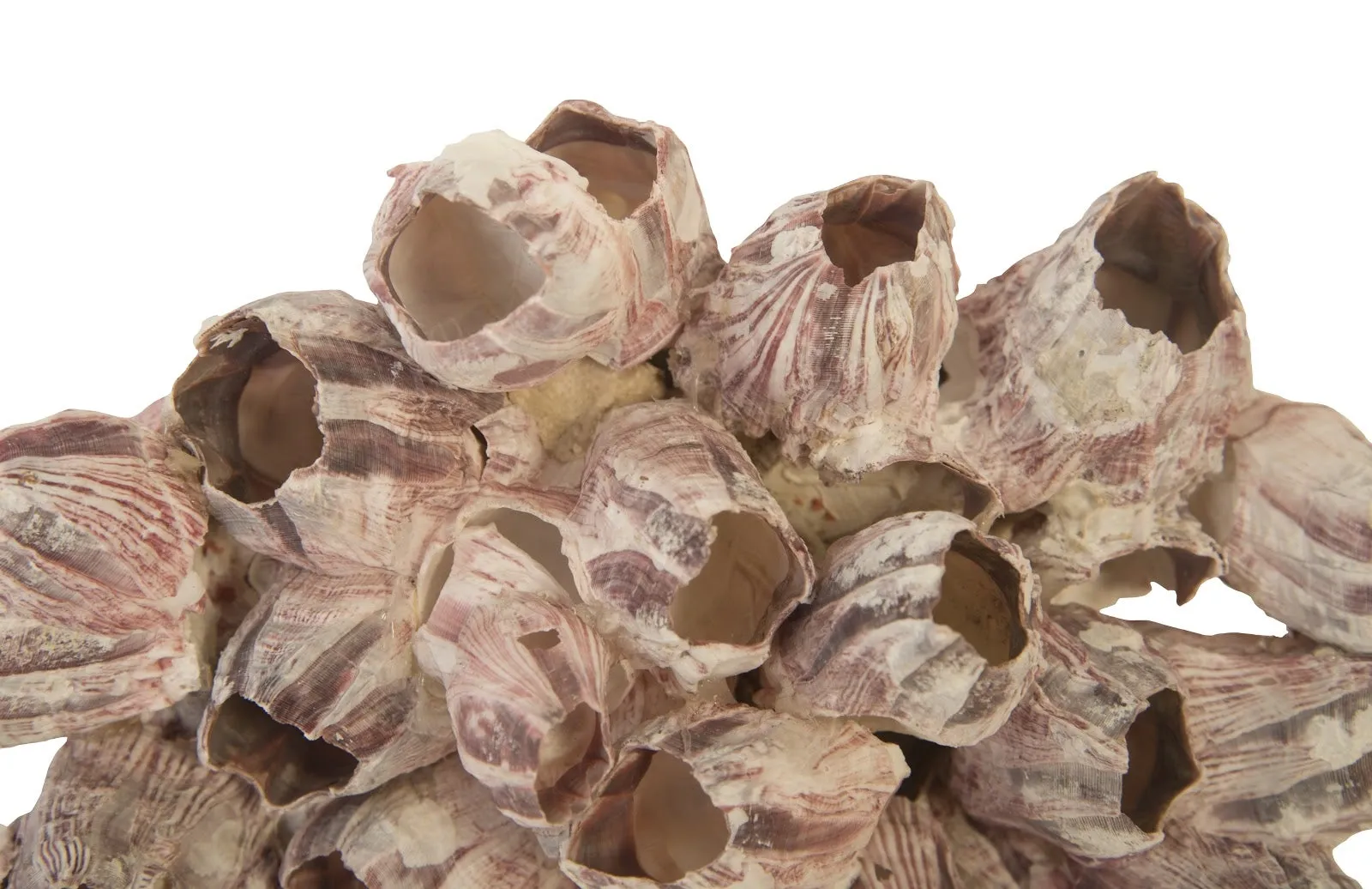 Barnacle Cluster Wall Art