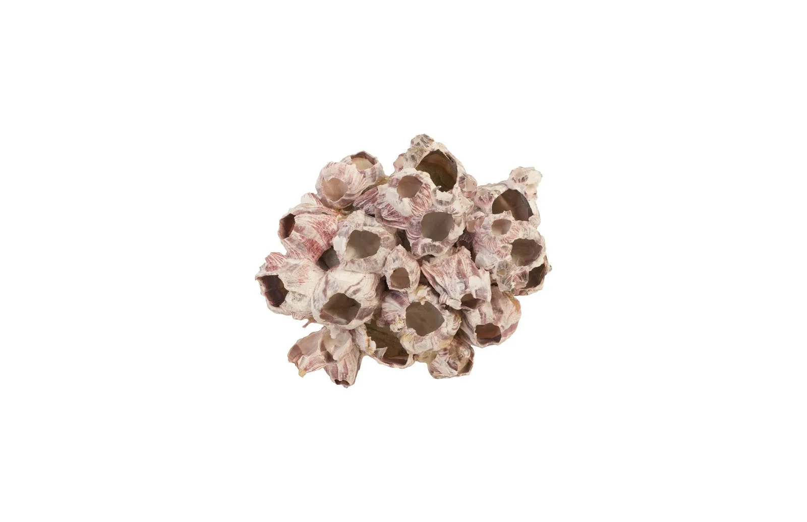 Barnacle Cluster Wall Art