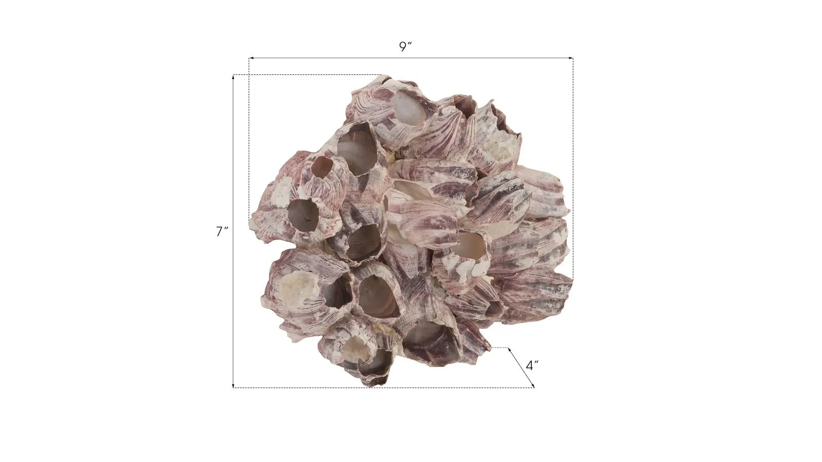 Barnacle Cluster Wall Art