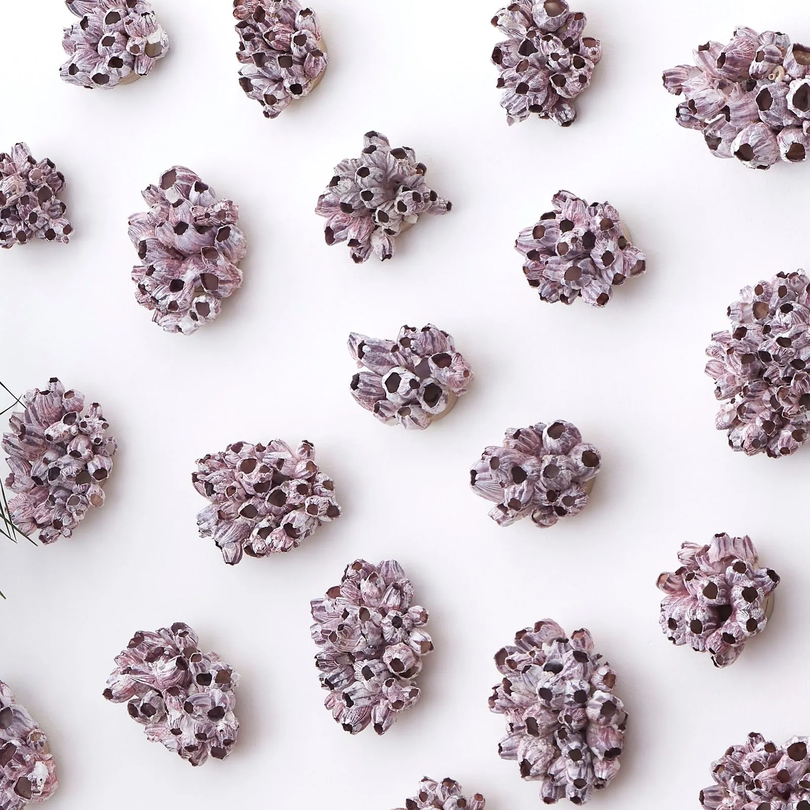 Barnacle Cluster Wall Art