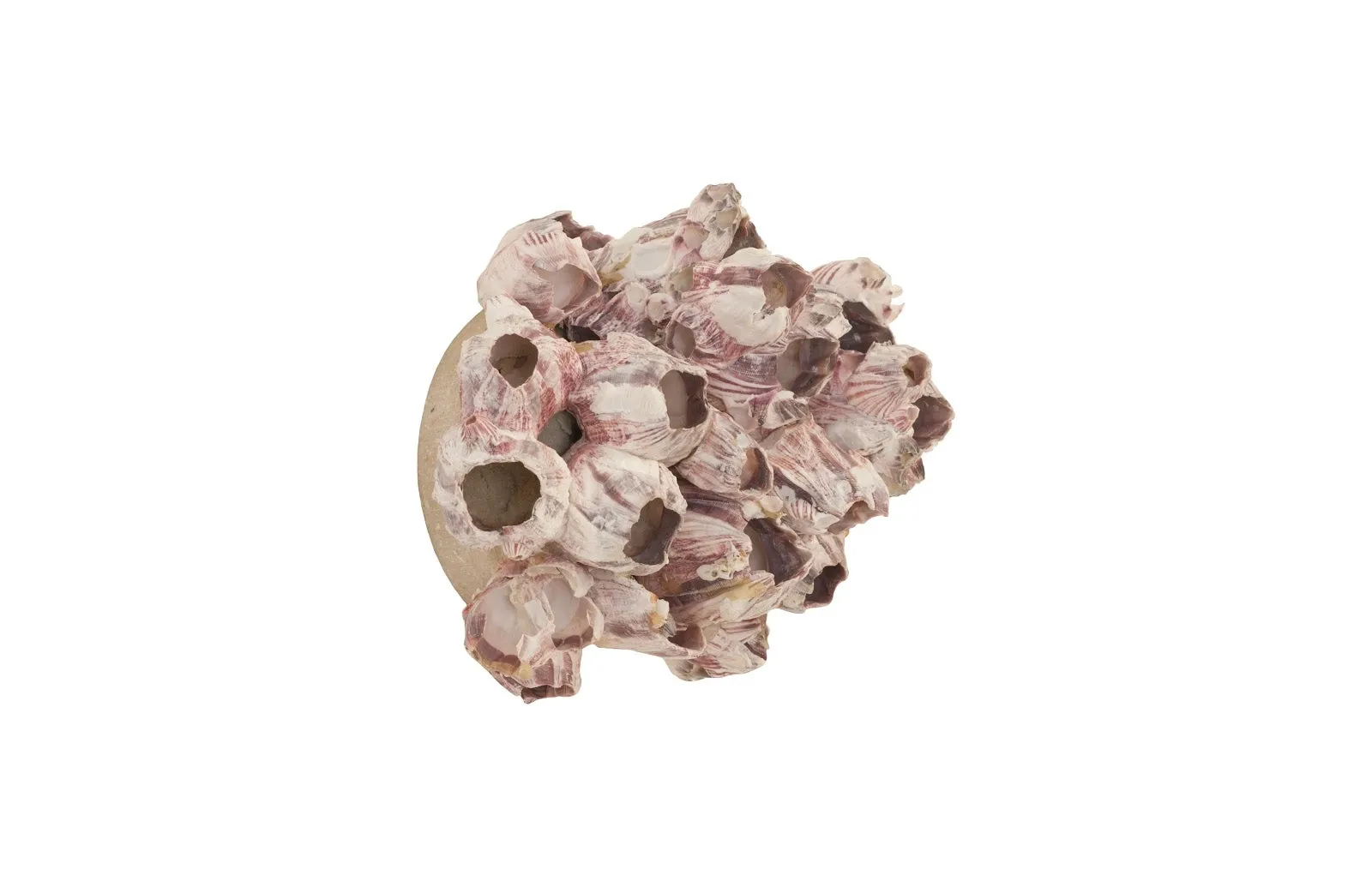 Barnacle Cluster Wall Art