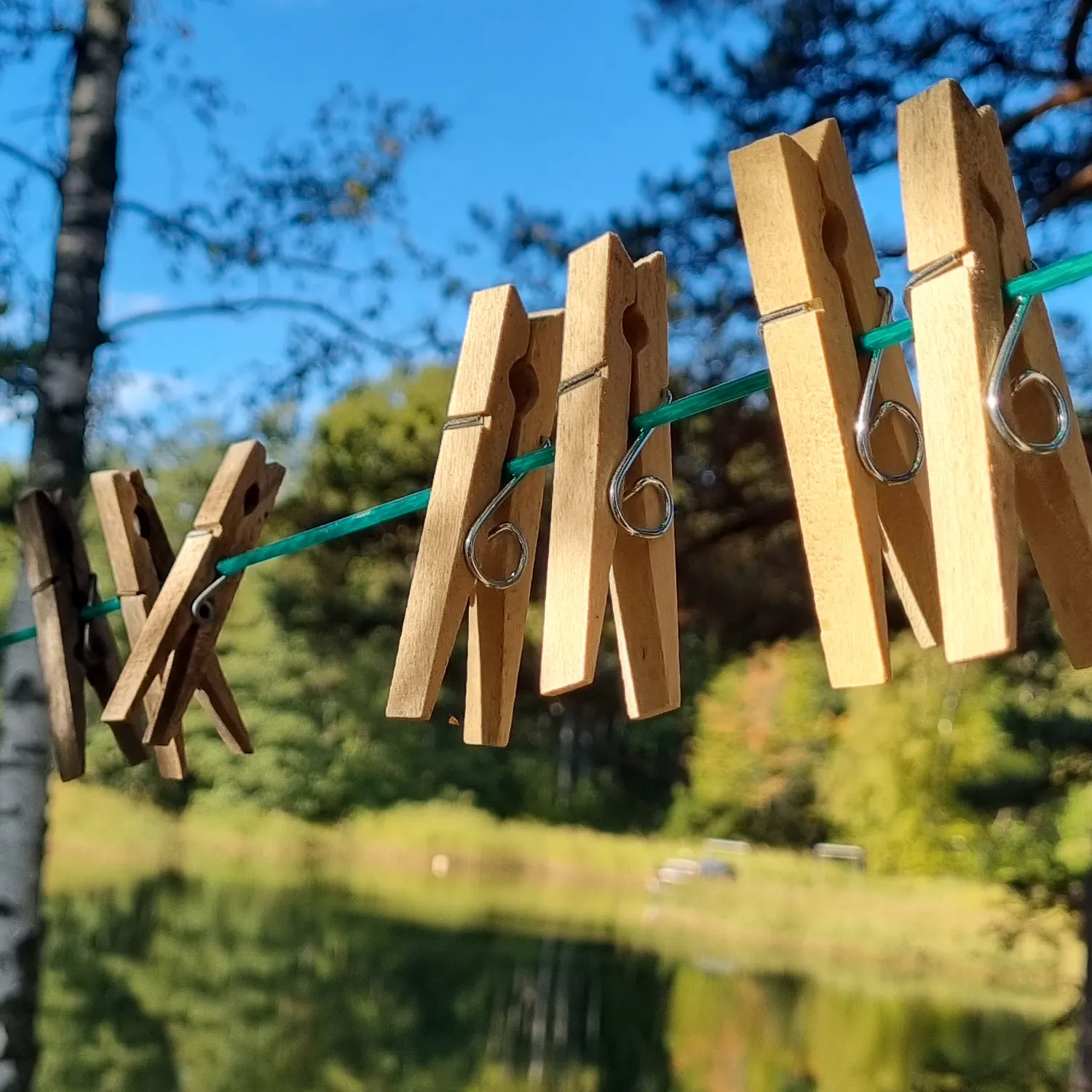Birch Tree Clothes Pegs
