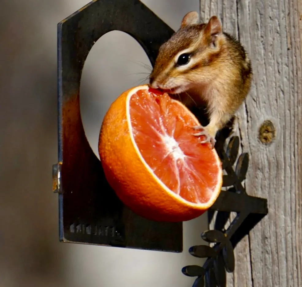 Bird Feeder