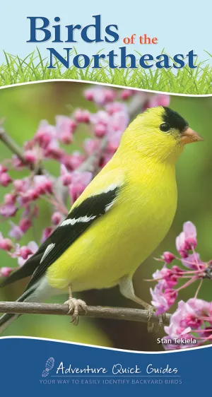 Birds of the Northeast