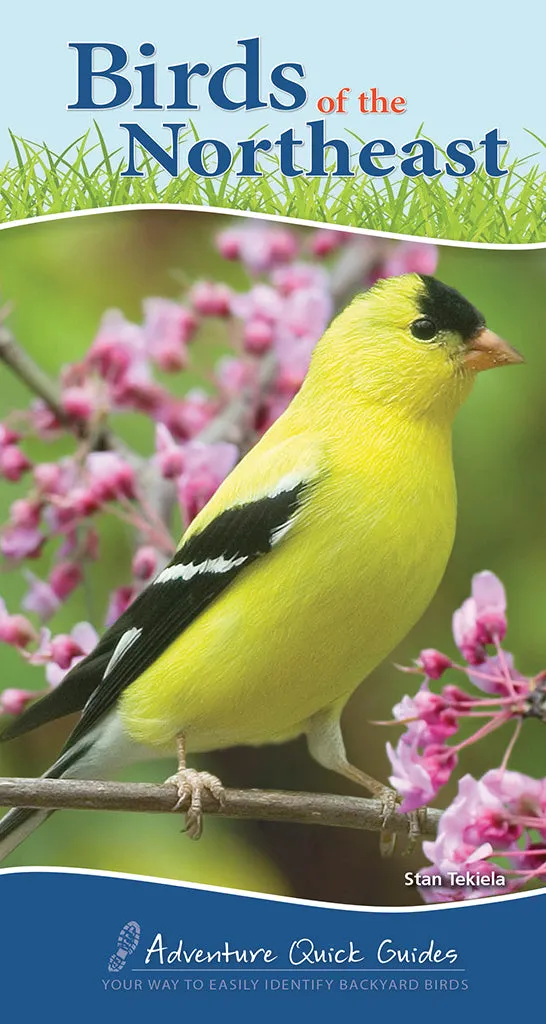 Birds of the Northeast