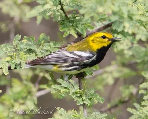 Black-throated Green Warbler, beak open, at S Padre Island