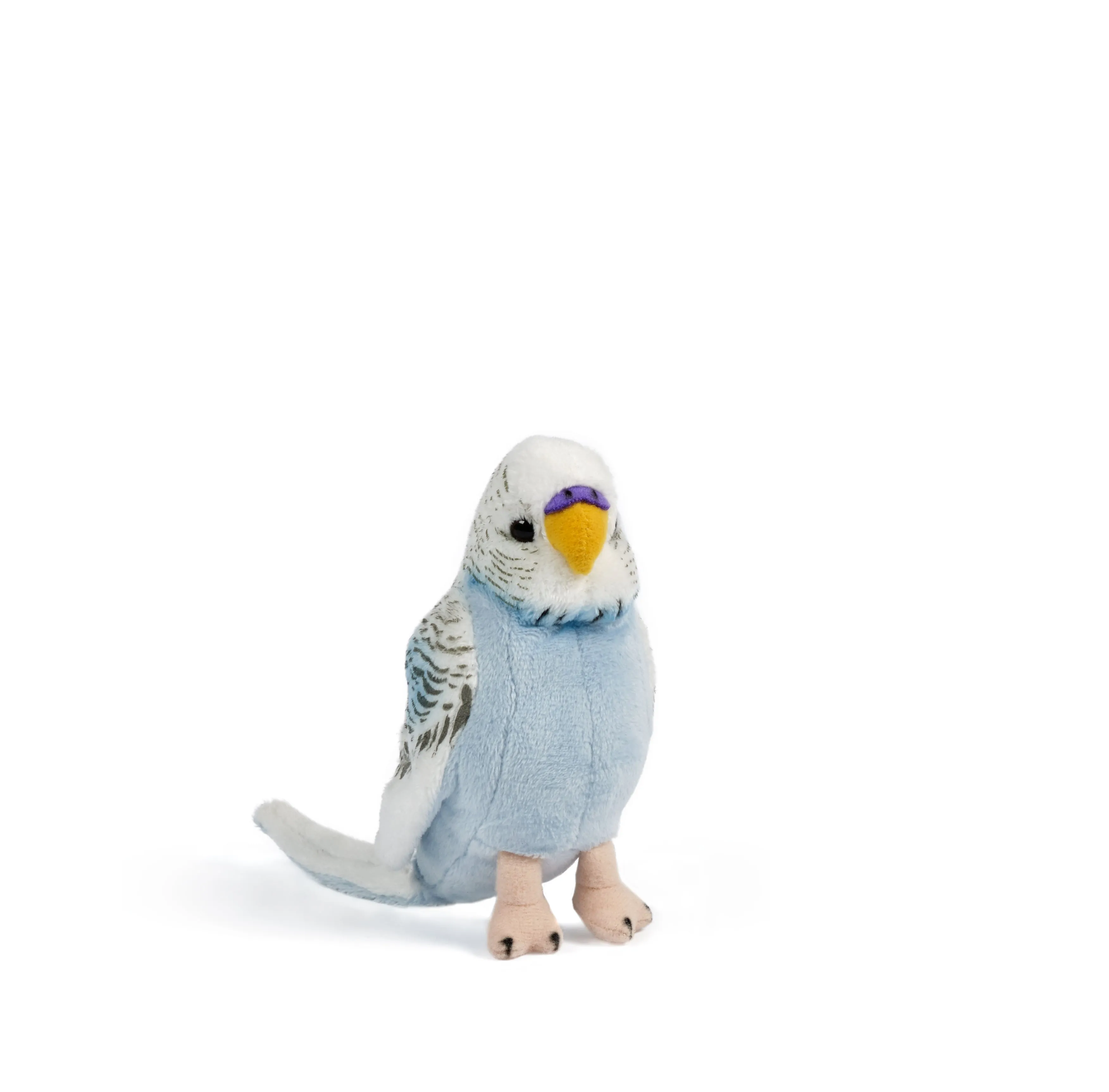 Blue Budgerigar with Sound
