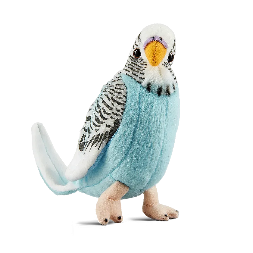 Blue Budgerigar with Sound