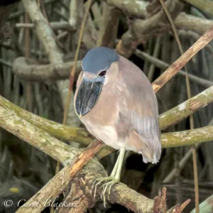 Boat-billed Heron, huge bill frontal view, Mexico