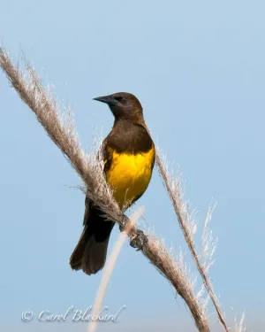 Brown-and-Yellow Marshbird in Argentina