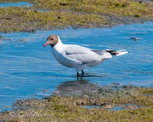 Brown-hooded Gull, Argentina