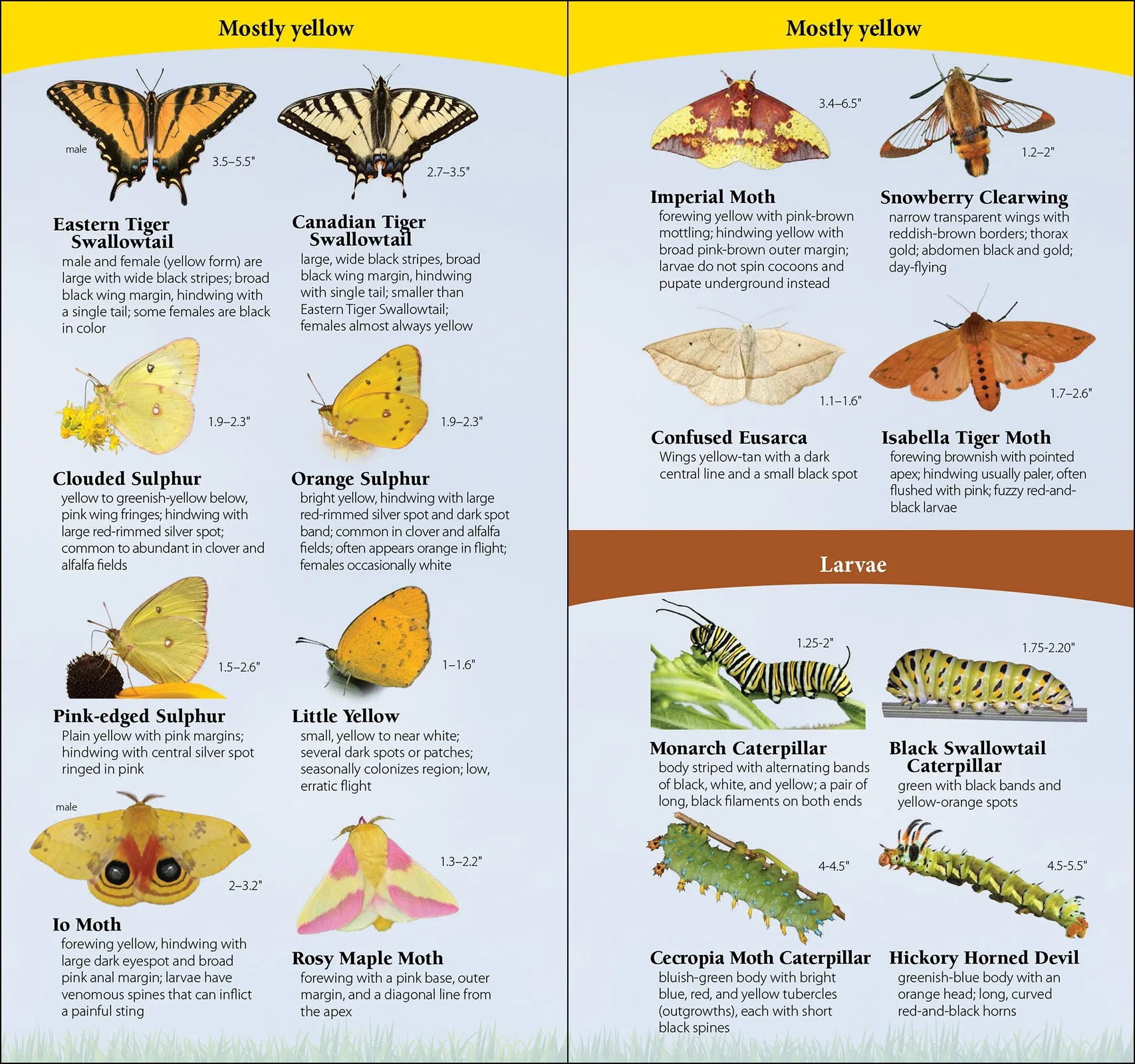 Butterflies of the Northeast