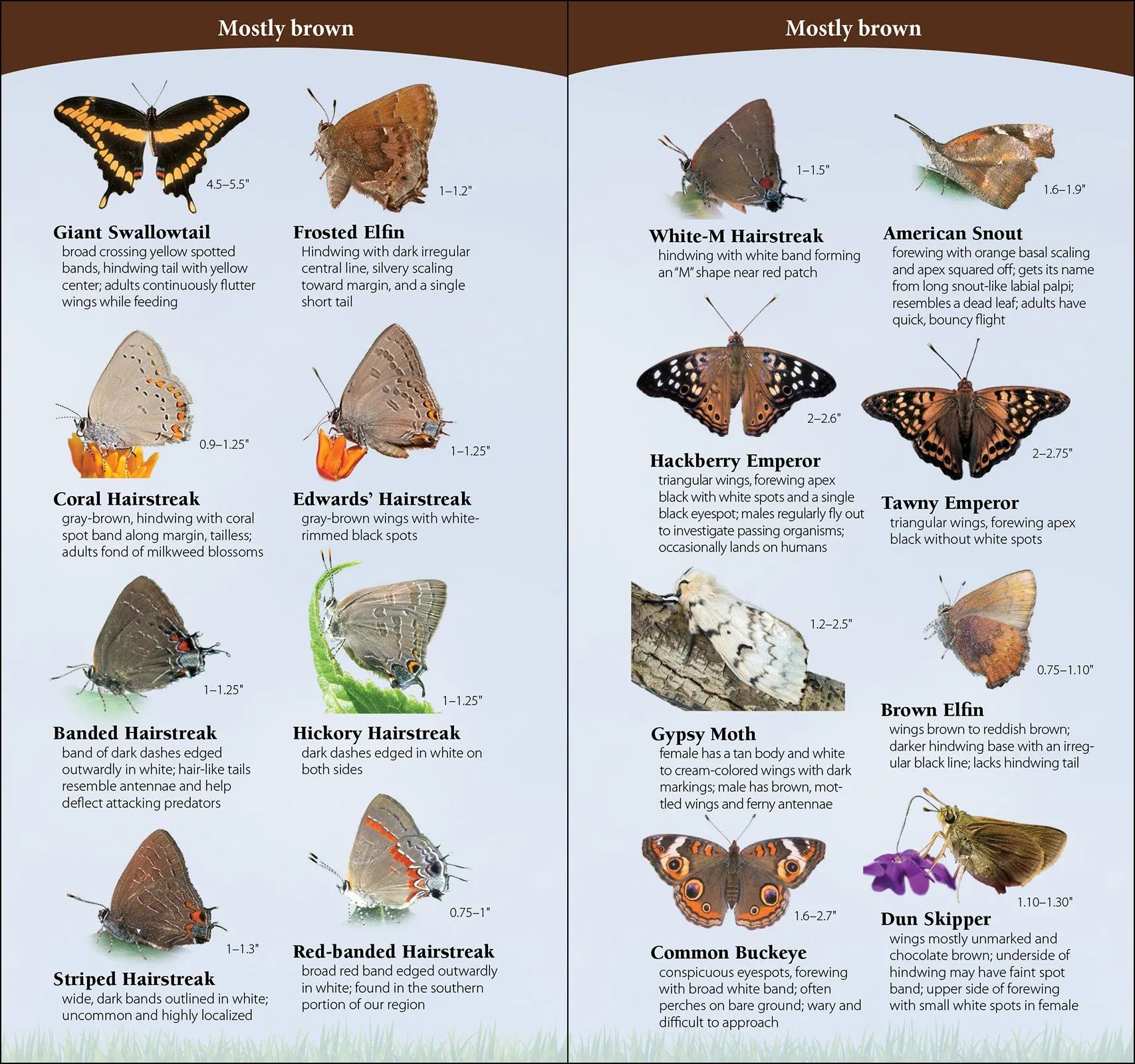 Butterflies of the Northeast