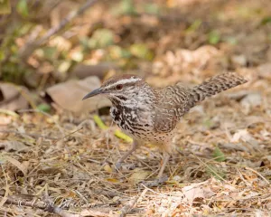 Cactus Wren,  ground feeding, Rancho Lomitas,Texas