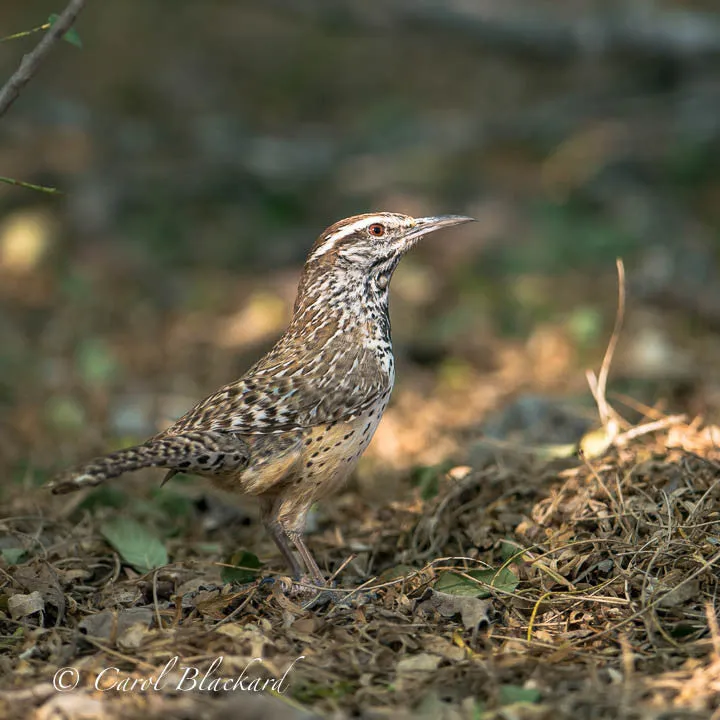 Cactus Wren, head highlighted in light, Rancho Lomitas, Texas