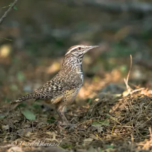 Cactus Wren, head highlighted in light, Rancho Lomitas, Texas