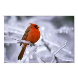 Canada, Quebec Male northern cardinal on limb
