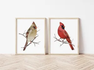 Cardinal Bird Art Prints - Set of 2