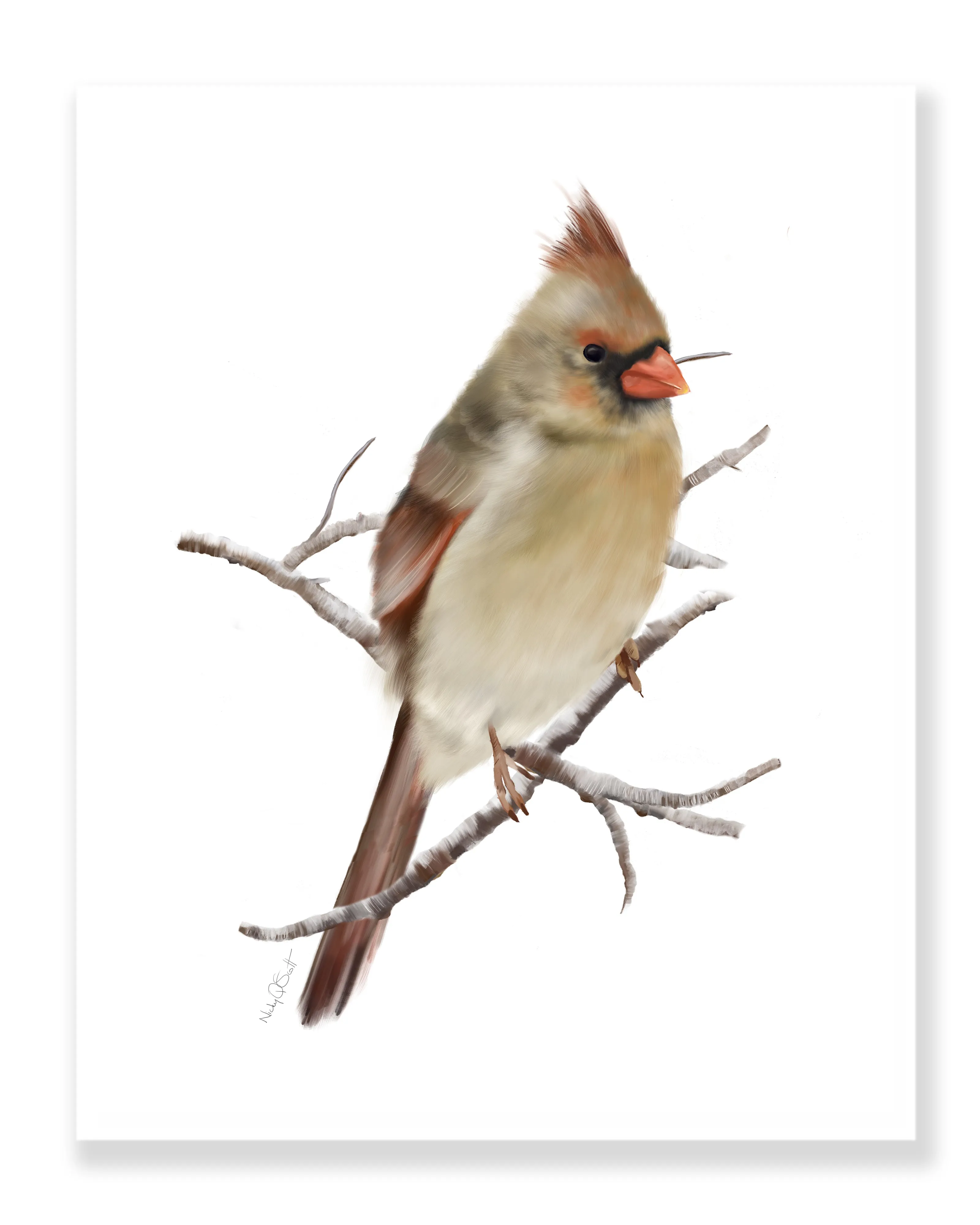 Cardinal Bird Art Prints - Set of 2