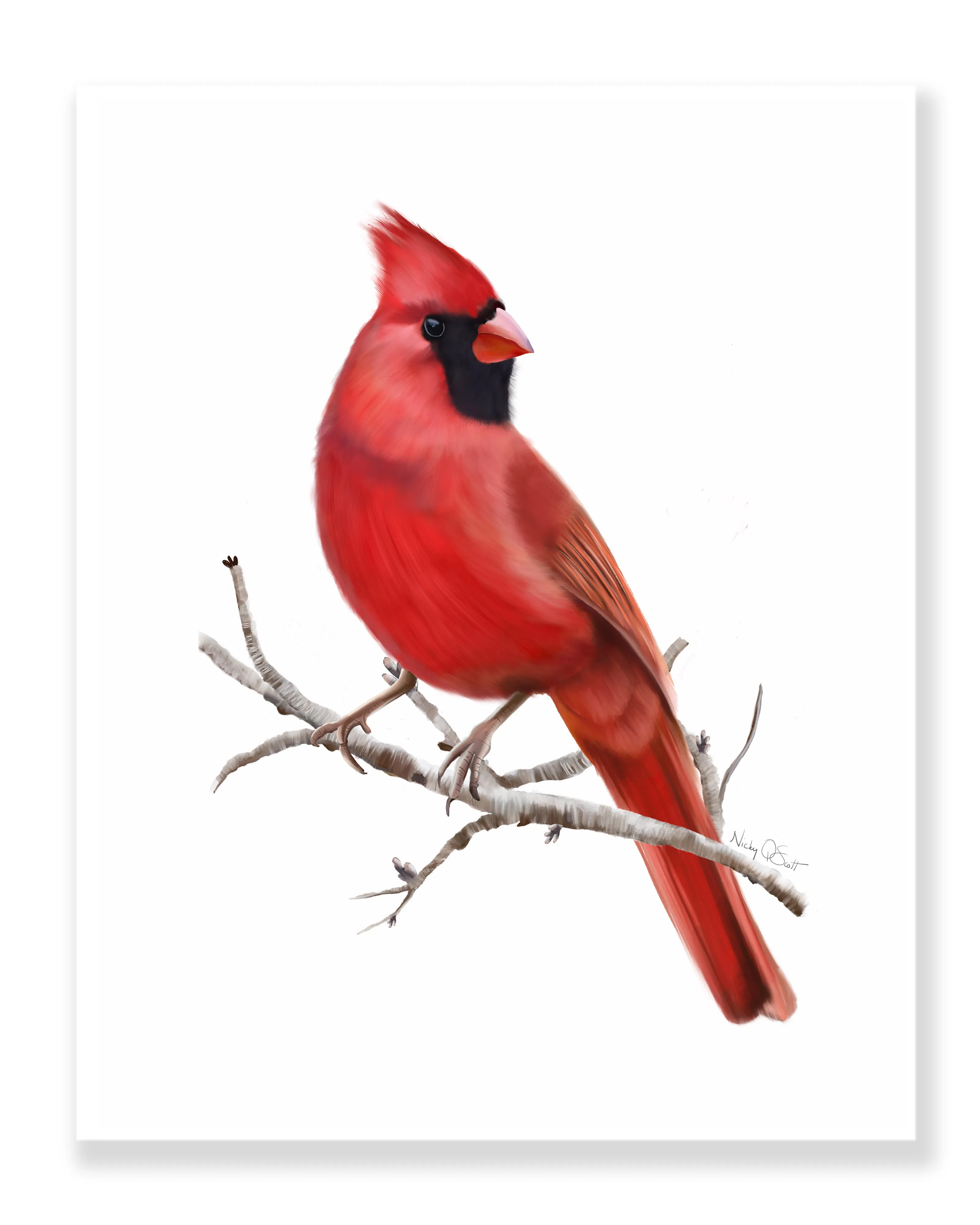 Cardinal Bird Art Prints - Set of 2