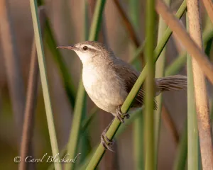 Curve-billed Reedhaunter, Argentina