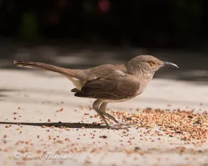 Curve-billed Thrasher on ground, Texas