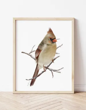 Female Cardinal Bird Art Print