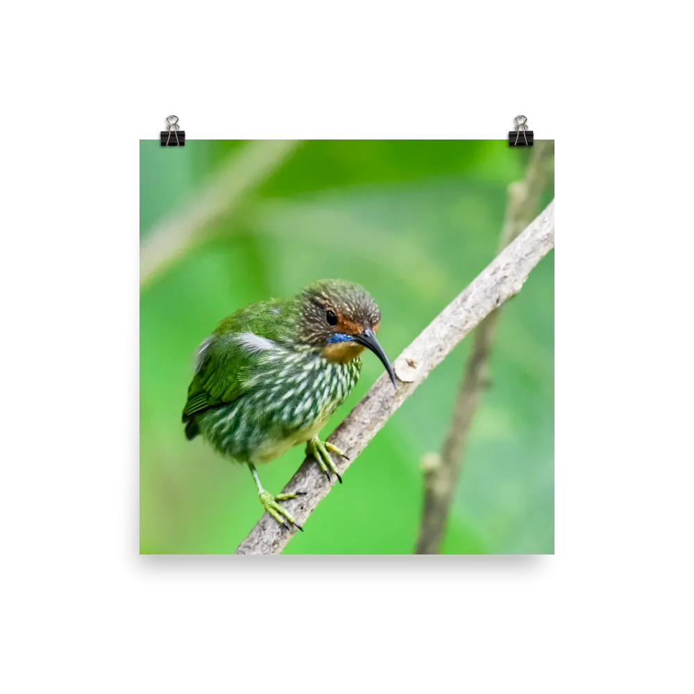 Female Purple Honeycreeper - print