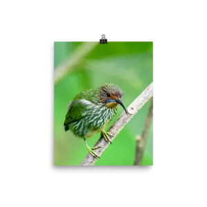 Female Purple Honeycreeper - print