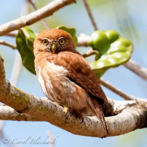 Ferruginous Pygmy-Owl, You lookin at Me, Mexico