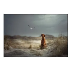 Freedom