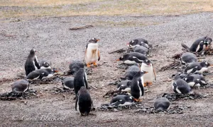 Gentoo Penguins on their breeding grounds in the Beagle Channel.