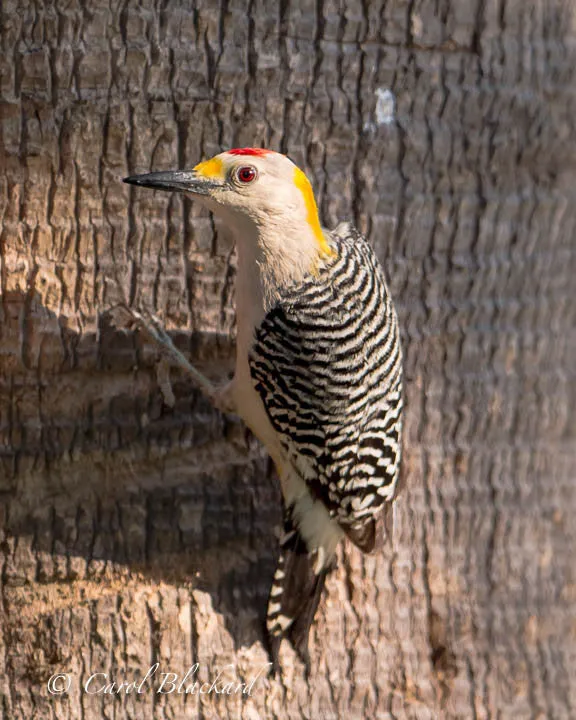 Golden-fronted Woodpecker near Bentsen State Park, Texas