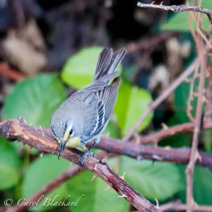 Grace's Warbler, male