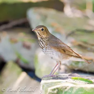 Gray-cheeked Thrush at S Padre Island Convention Center