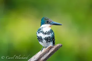 Green Kingfisher, , great yellow background, Mexico