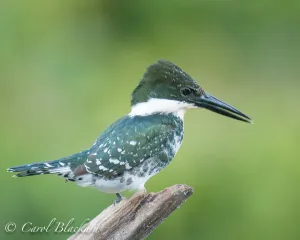 Green Kingfisher,on snag,chattering,Mexico
