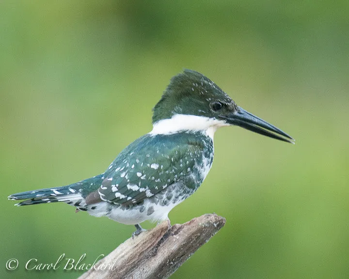 Green Kingfisher,on snag,chattering,Mexico