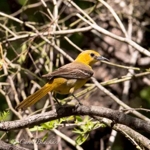 Hooded Oriole female at Rancho Lomitas, Texas