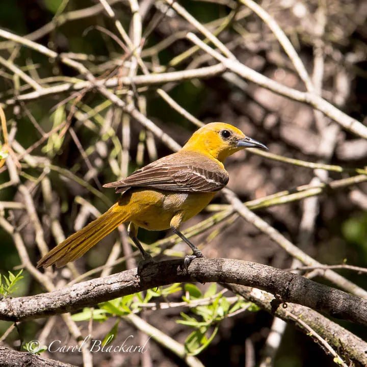 Hooded Oriole female at Rancho Lomitas, Texas