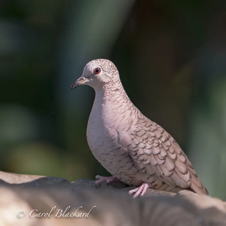 Inca Dove, on birdbath, Texas