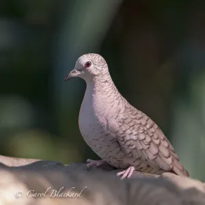 Inca Dove, on birdbath, Texas