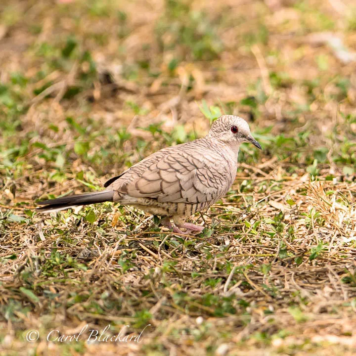 Inca Dove, Texas