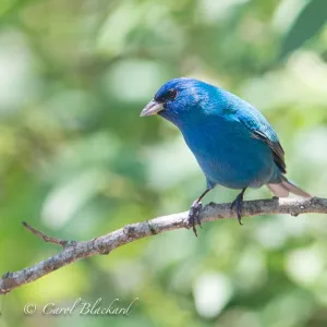 Indigo Bunting at S Padre Island Convention Center