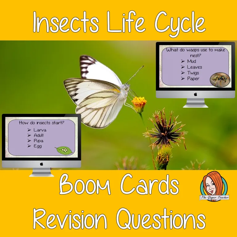 Insect Life Cycle Revision Questions