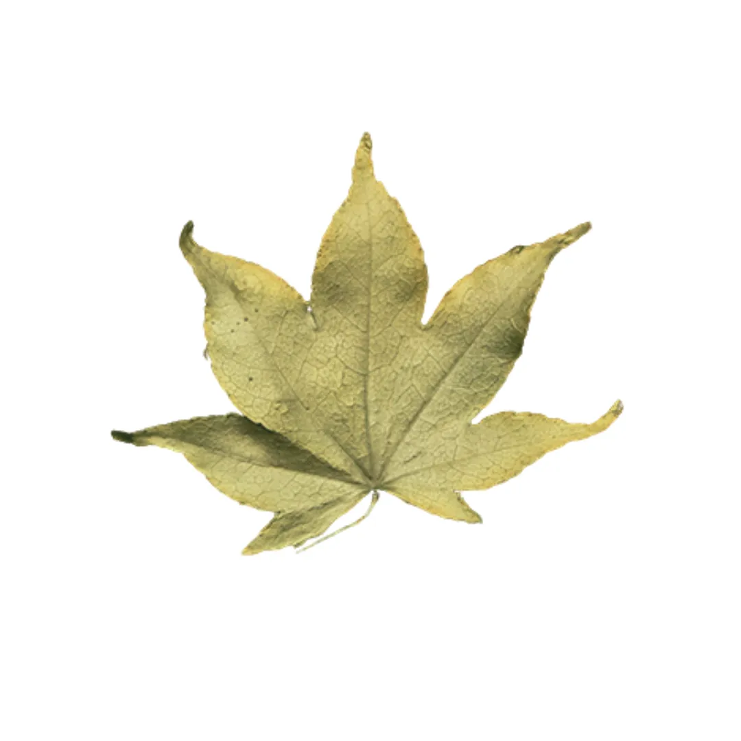 Japanese Maple Leaf Pin